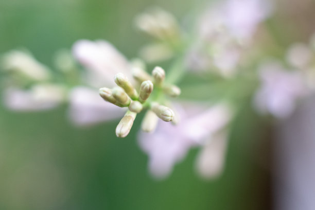 在绿色的花园背景上特写的丁香嫩芽。一张花的微距照片。春天的自然复兴，乌克兰，欧洲。图片下载