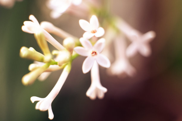 在绿色的花园背景上特写的丁香嫩芽。一张花的微距照片。春天的自然复兴，乌克兰，欧洲。图片下载