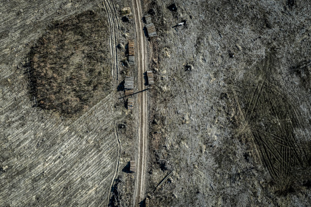 可怕的森林砍伐，破坏森林用于采伐，波兰图片下载