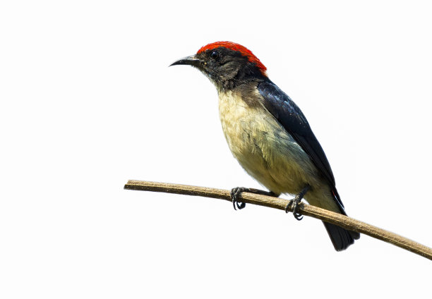 猩红背花啄木鸟(Dicaeum cruentatum)孤立在白色背景上的图像。鸟。的动物。图片下载