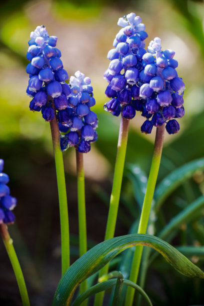 在洒满了玫瑰的雨后，大自然在春天苏醒了图片下载
