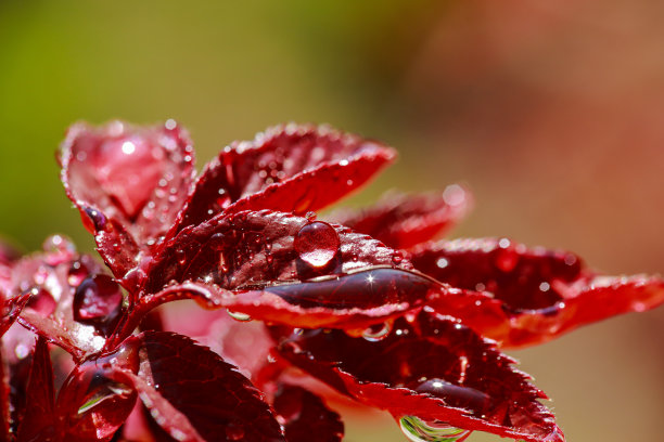 在洒满了玫瑰的雨后，大自然在春天苏醒了图片下载