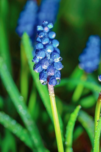 在洒满了玫瑰的雨后，大自然在春天苏醒了图片下载