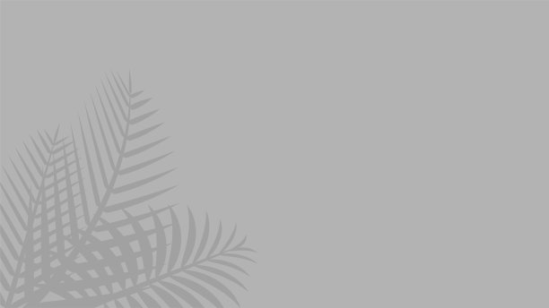 椰子叶灰色为背景，影树棕榈叶在墙上，花卉自然叶阴影灰色，插图自然叶阴影图案白灰色图片下载