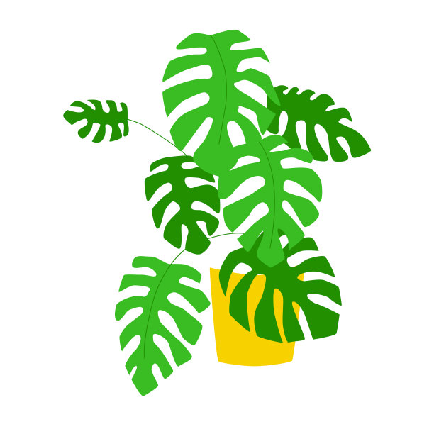 在花盆中生长的怪兽居家植物。图片下载