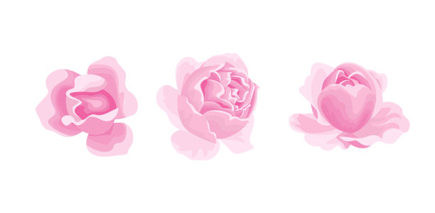 孤立在白色背景上的玫瑰。矢量插图的三粉色玫瑰花头在卡通扁平风格。花的图标。图片下载