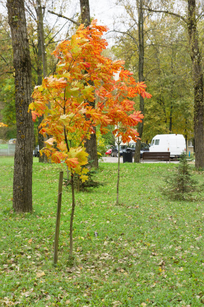 泛黄的秋天的树图片下载