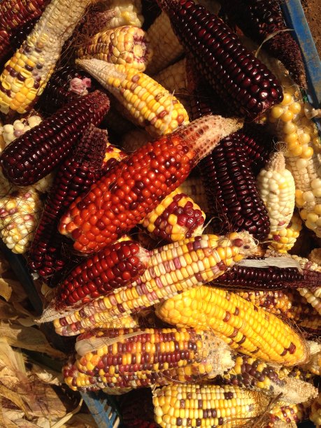 收获了彩虹玉米、黑玉米、红玉米、黄玉米、棕玉米图片下载