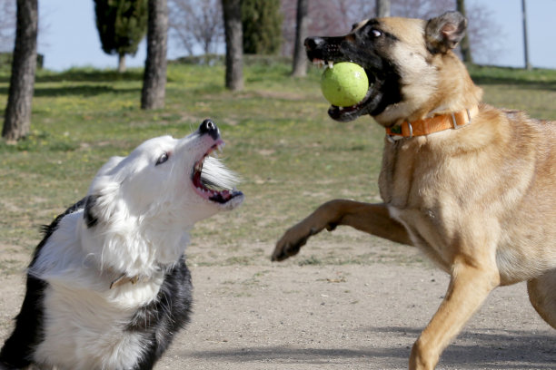的。更多的乐趣是能够享受我们的宠物，并与他们分享各种户外运动图片下载