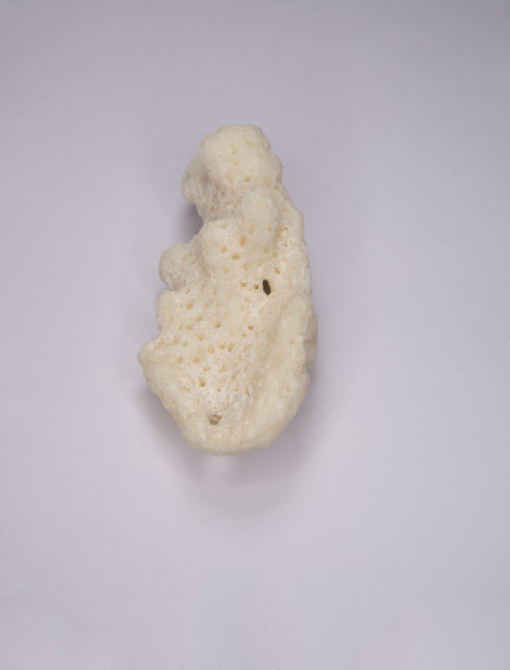 马尔代夫珊瑚图片下载