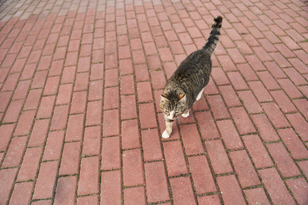 胖胖的灰白色的猫走在人行道上图片下载