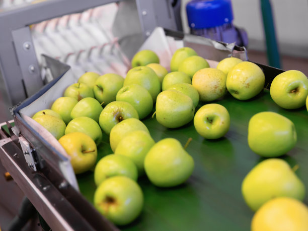 新鲜苹果在生产线输送带上运行图片下载