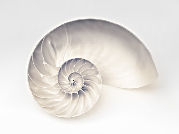 贝壳收藏品-生活阶段1 -童年图片下载