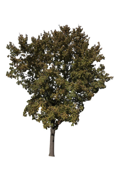 树的白色图片下载