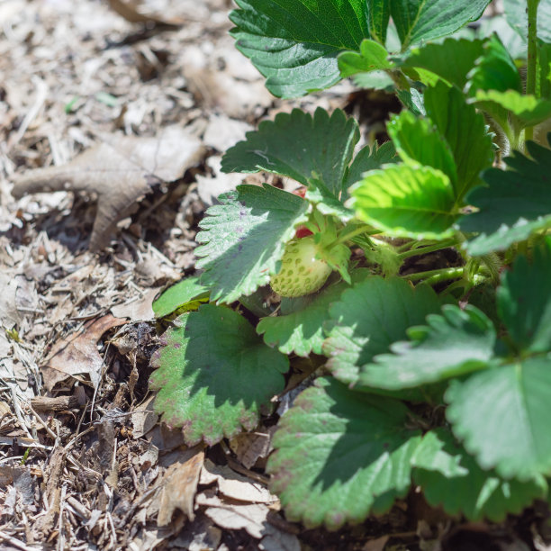 浅草莓种植与未成熟的浆果果实在美国德克萨斯州的自家花园图片下载