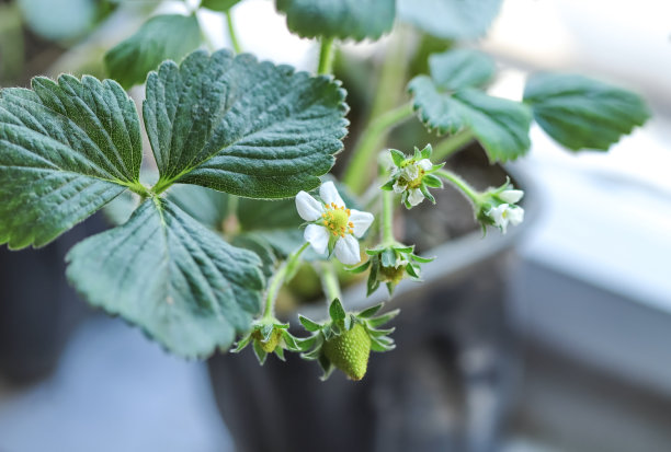 一个绿色草莓的特写图片下载