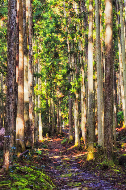 奥哈拉松JP轨道垂直图片下载