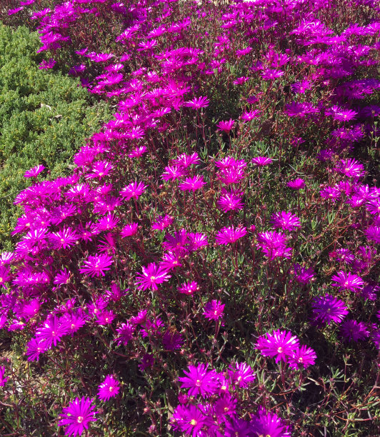 紫花雏菊科图片下载