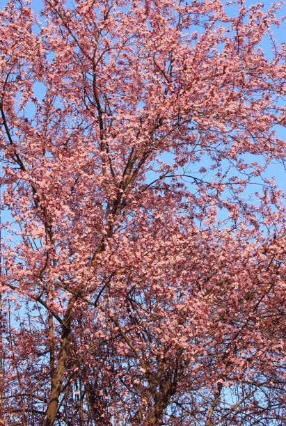 紫荆Siliquastrum树图片下载