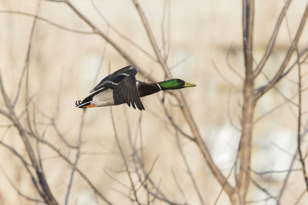 春天的野鸭图片下载
