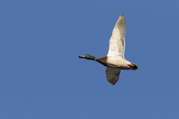 春天的野鸭图片下载