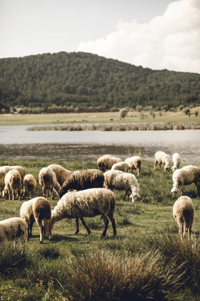 自然面积与羊图片下载