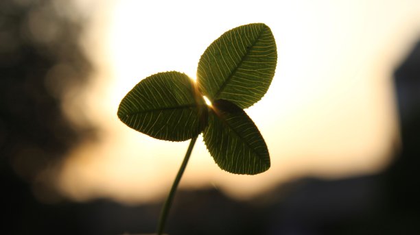 自然/三个叶的三叶草图片下载