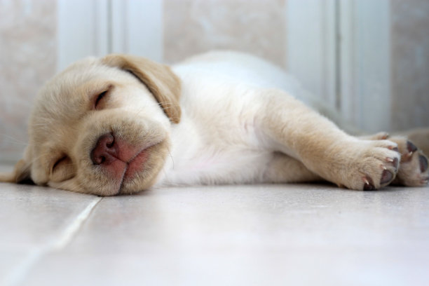 正在睡觉的拉布拉多小狗图片下载