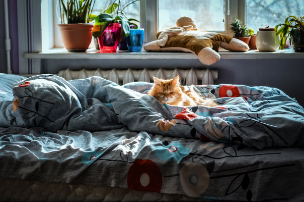 红猫在床上睡觉图片下载