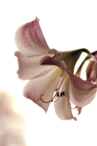 美丽的春天开花的孤挺花-自然风景图片下载