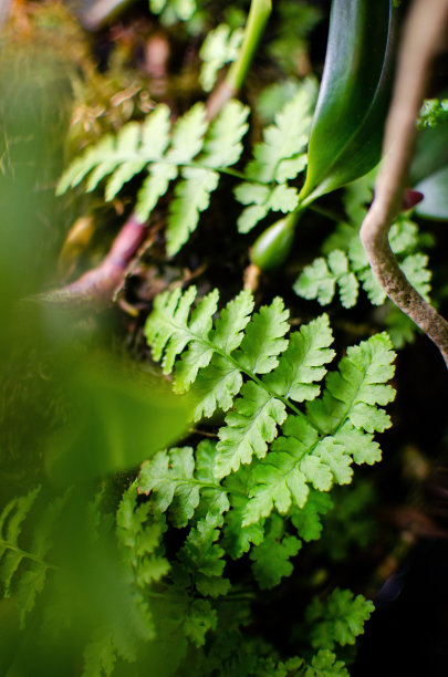 智能手机桌面的美丽图片。图片下载
