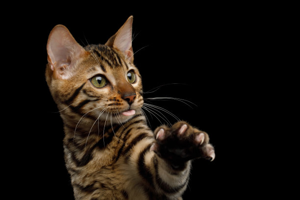 可爱的孟加拉猫在孤立的黑色背景图片下载