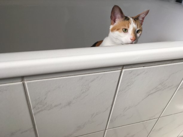 猫坐在浴缸里看着边缘图片下载