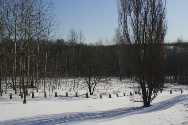 在晴朗的日子里，森林里有很多雪图片下载