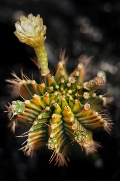 黑色背景上的美丽体操的静物摄影，多色的仙人掌盆栽植物装饰在房子里，选择性聚焦，自由的空间为文本。图片下载