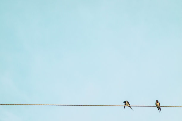 两只小鸟在电线上放松野生动物在蓝天的背景下快乐图片下载