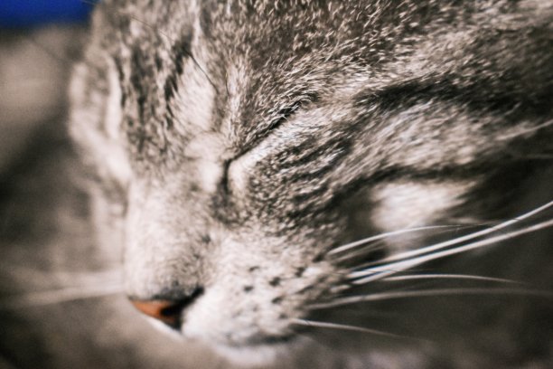 近距离的虎斑灰猫图片下载