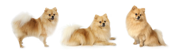 三只相似的漂亮的博美犬在白色的背景上图片下载