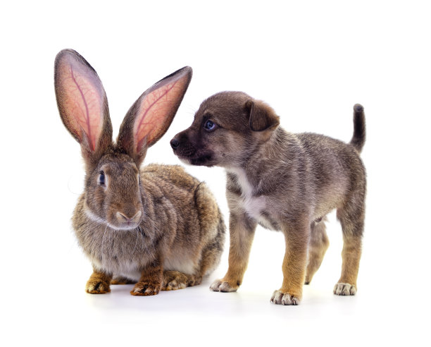 小狗和兔子。图片下载