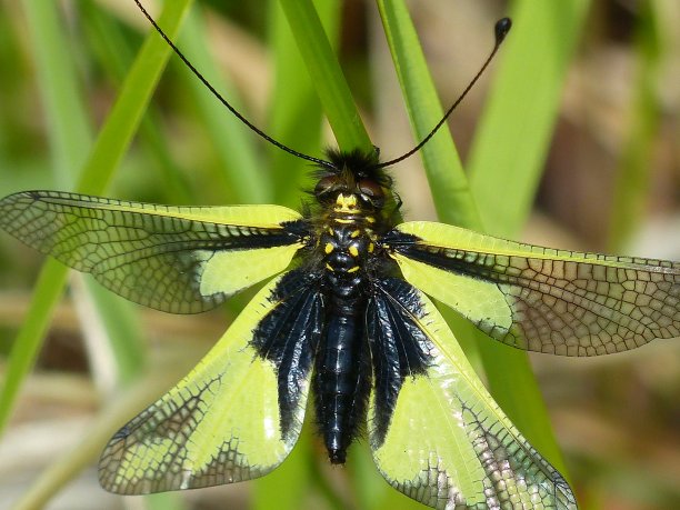 Insect、卢贝隆图片下载