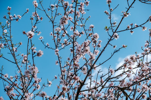 蓝天上的杏花图片下载