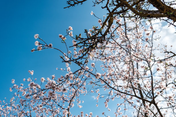 蓝天上的杏花图片下载