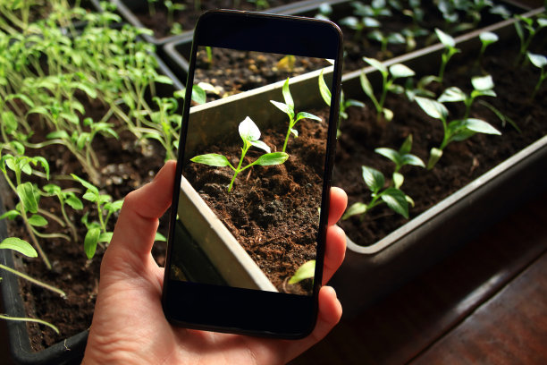 一名女子用智能手机在家中拍摄幼苗图片下载