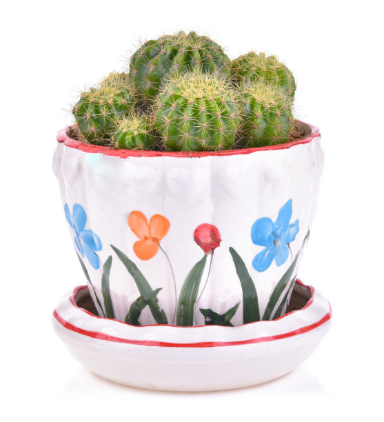 仙人掌在白色的背景图片下载