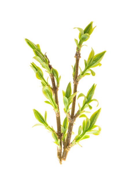 幼连翘植物嫩枝绿叶孤立白色背景图片下载