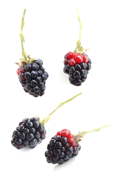 收集新鲜的黑莓，孤立的白色背景。图片下载