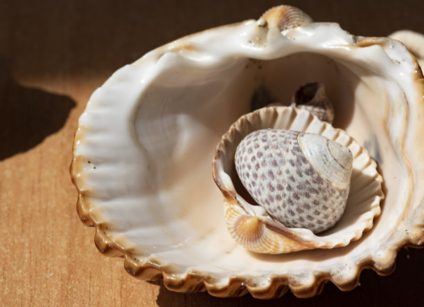 欢乐和夏天的一套贝壳上弥漫和彩色的背景图片下载