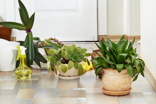 地板上的盆栽。图片下载