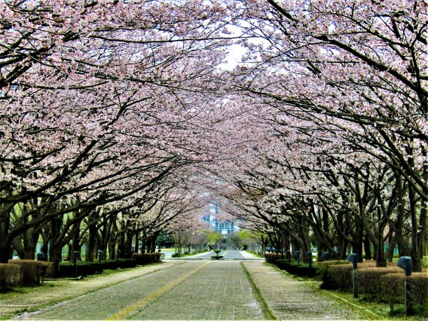 日本。3月底。樱花。公园里的小巷。图片下载