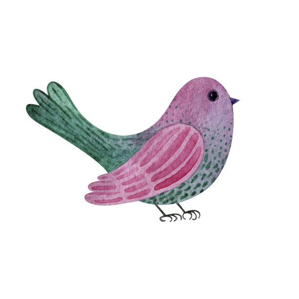 有趣的小鸟孤立在白色的背景图片下载